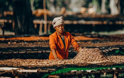 Duurzaamheid in Specialty Coffee: milieu en sociale initiatieven voor een betere toekomst