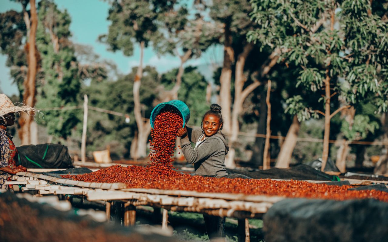 Waar komt koffie vandaan? – Zwarte Roes