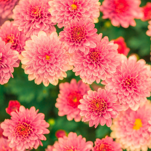 Bloemen