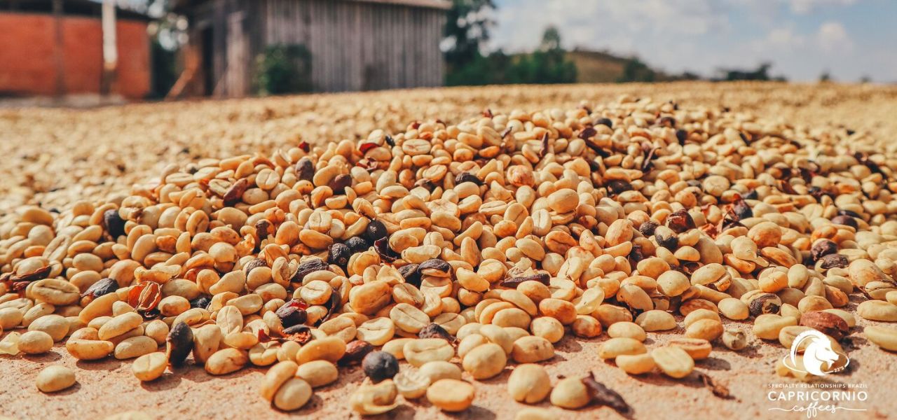 Koffiemarkt prijzen bereiken top-gekte – Zwarte Roes