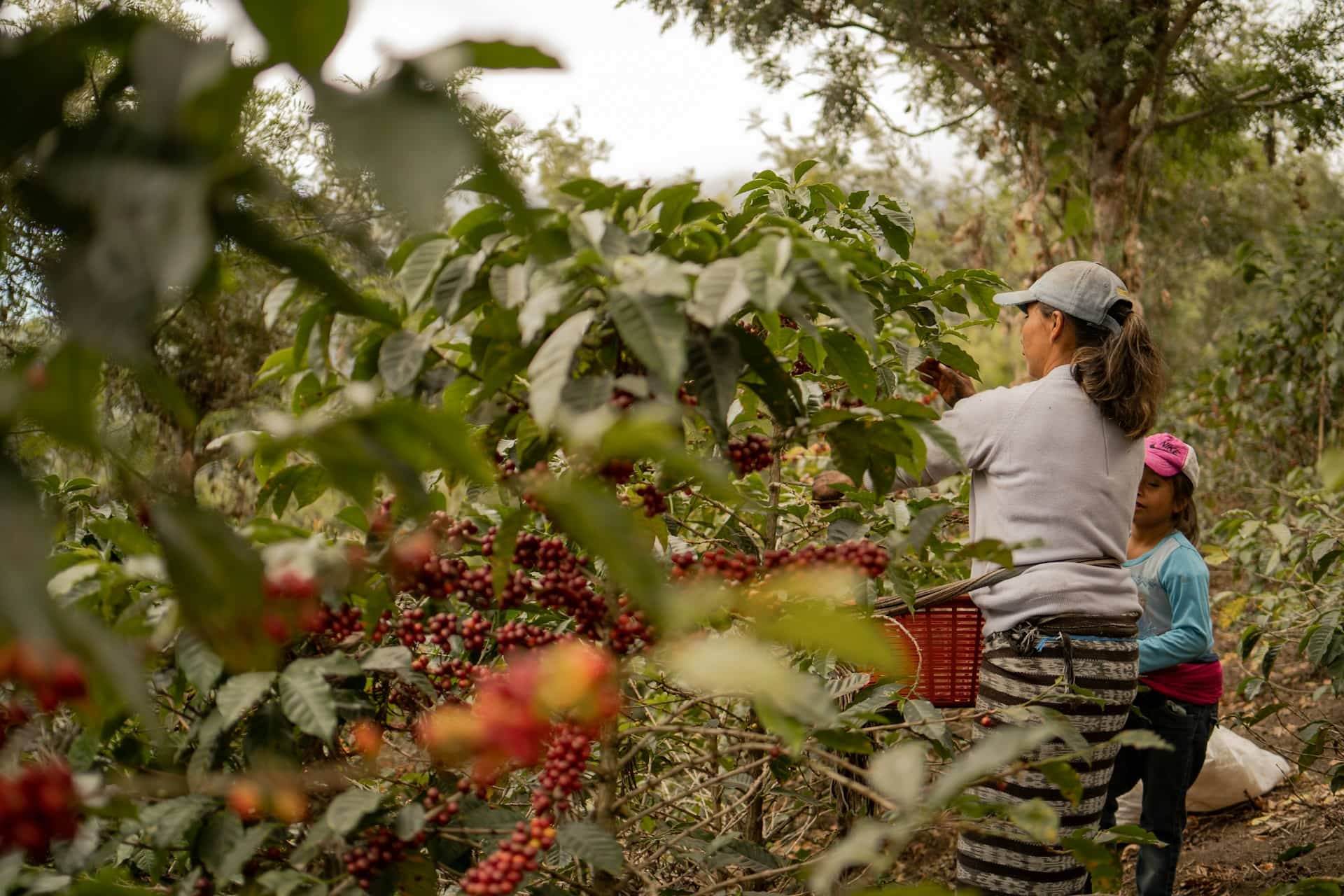 Ethiopia vs Colombia: Flavor, Culture And Which Beans to Choose – Zwarte  Roes