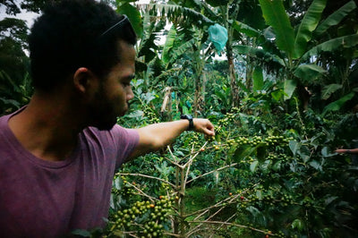 FAQs Over Specialty Koffie