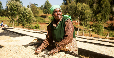 Beans from the champagne region of the coffee world: Nyeri County (Kenya)