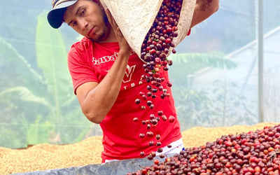 What is the Milenio coffee variety? 