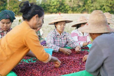 Koffe uit een wel héél bijzonder land: Myanmar!
