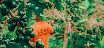 Lava cherry: een fruitbom uit de volkanische bodem van Uganda!