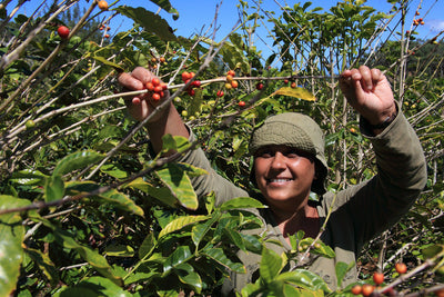Welke koffie heeft écht een positieve impact op boeren?