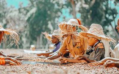 What Are the Best Options For Fair Trade Coffee Beans?
