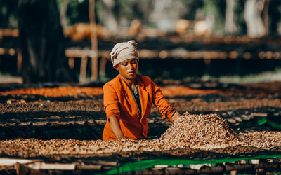 Koffie Regio's: Ethiopische koffie gids