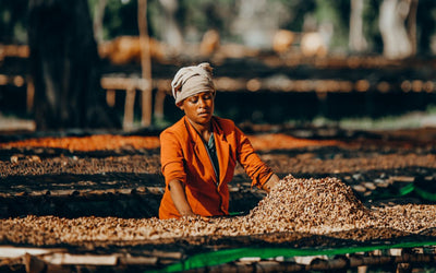 Which Coffee Roasters Are Committed To Fair Trade?