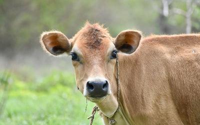 Why Jersey Milk is great for making Latte Art 