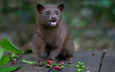 Waarom is Kopi Luwak koffie zo duur?