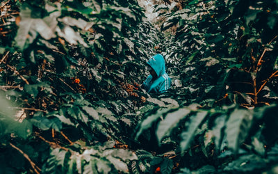 Specialty coffee vs commercial coffee. The biggest differences