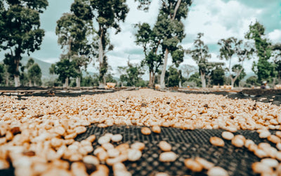 What types of coffee beans are there?