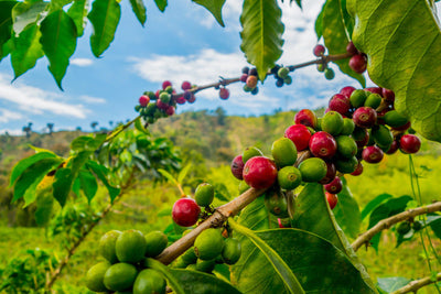 What Is Single Origin Coffee? (And Why It Might Not Be What You Think)