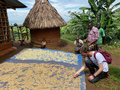 What is “Zero-Defect” in Specialty Coffee? - Zwarte Roes Specialty Coffee 